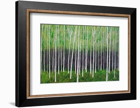 Deep Forest-Herb Dickinson-Framed Photographic Print