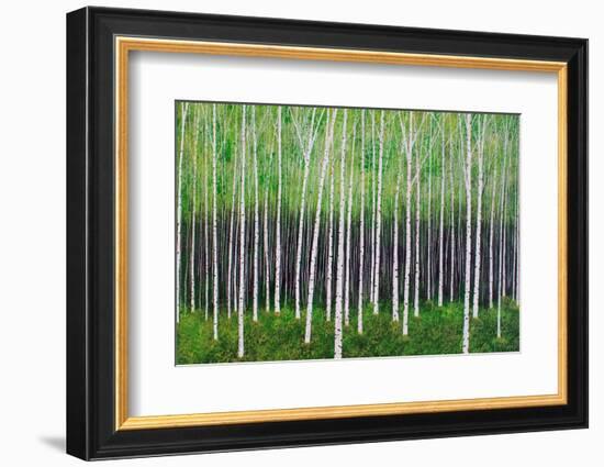 Deep Forest-Herb Dickinson-Framed Photographic Print