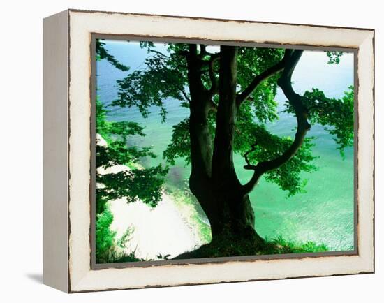 Deep Green Tree and Green-tinted Sea, Jasmund National Park, Island of Ruegen, Germany-Christian Ziegler-Framed Premier Image Canvas