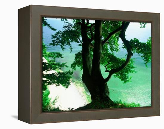 Deep Green Tree and Green-tinted Sea, Jasmund National Park, Island of Ruegen, Germany-Christian Ziegler-Framed Premier Image Canvas