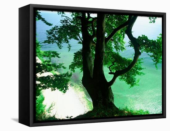 Deep Green Tree and Green-tinted Sea, Jasmund National Park, Island of Ruegen, Germany-Christian Ziegler-Framed Premier Image Canvas