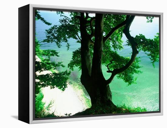 Deep Green Tree and Green-tinted Sea, Jasmund National Park, Island of Ruegen, Germany-Christian Ziegler-Framed Premier Image Canvas