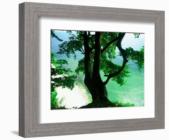 Deep Green Tree and Green-tinted Sea, Jasmund National Park, Island of Ruegen, Germany-Christian Ziegler-Framed Photographic Print