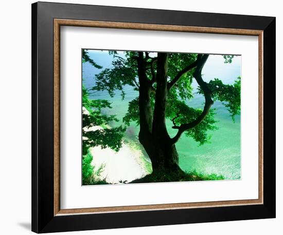 Deep Green Tree and Green-tinted Sea, Jasmund National Park, Island of Ruegen, Germany-Christian Ziegler-Framed Photographic Print