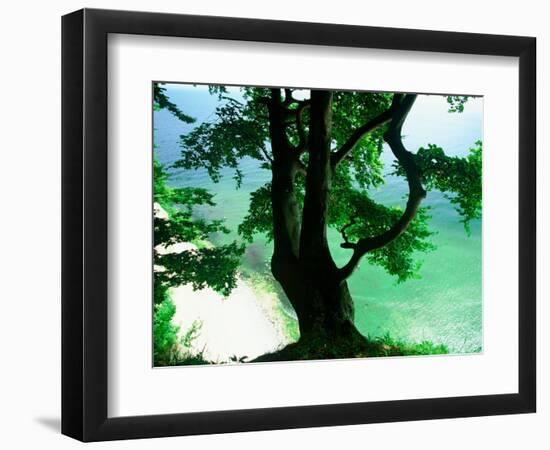 Deep Green Tree and Green-tinted Sea, Jasmund National Park, Island of Ruegen, Germany-Christian Ziegler-Framed Photographic Print