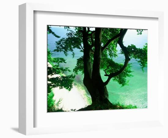 Deep Green Tree and Green-tinted Sea, Jasmund National Park, Island of Ruegen, Germany-Christian Ziegler-Framed Photographic Print