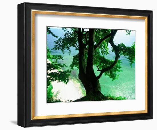 Deep Green Tree and Green-tinted Sea, Jasmund National Park, Island of Ruegen, Germany-Christian Ziegler-Framed Photographic Print