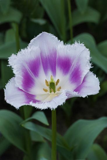 deep pink and white