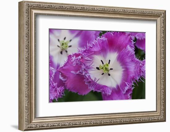 Deep Pink and White Tulips-Anna Miller-Framed Photographic Print