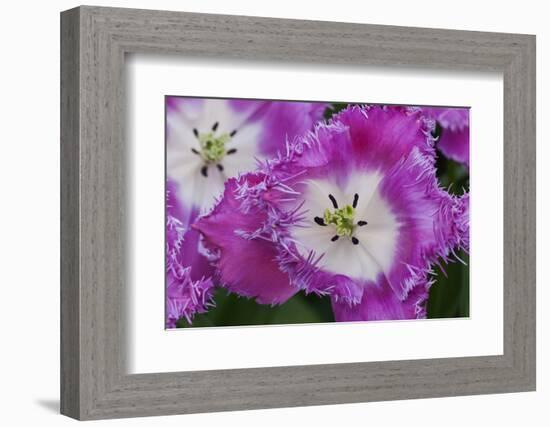 Deep Pink and White Tulips-Anna Miller-Framed Photographic Print