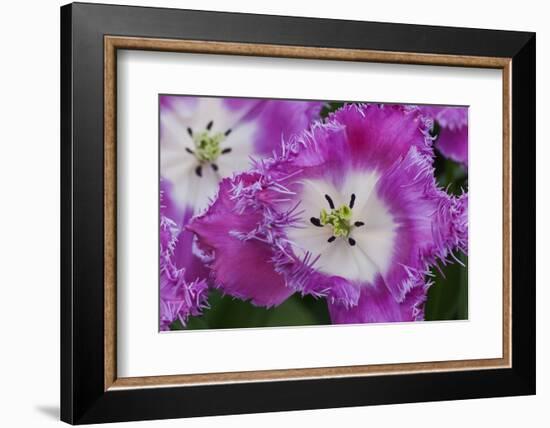 Deep Pink and White Tulips-Anna Miller-Framed Photographic Print