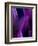 Deep Purple Mist-Ruth Palmer-Framed Art Print