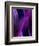 Deep Purple Mist-Ruth Palmer-Framed Art Print