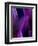 Deep Purple Mist-Ruth Palmer-Framed Art Print