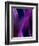 Deep Purple Mist-Ruth Palmer-Framed Art Print