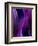 Deep Purple Mist-Ruth Palmer-Framed Art Print