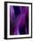 Deep Purple Mist-Ruth Palmer-Framed Art Print