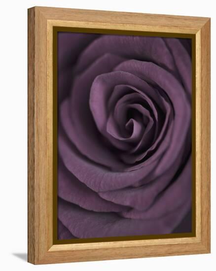 Deep Purple Rose-Clive Nichols-Framed Premier Image Canvas