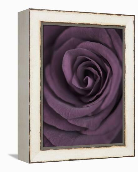 Deep Purple Rose-Clive Nichols-Framed Premier Image Canvas