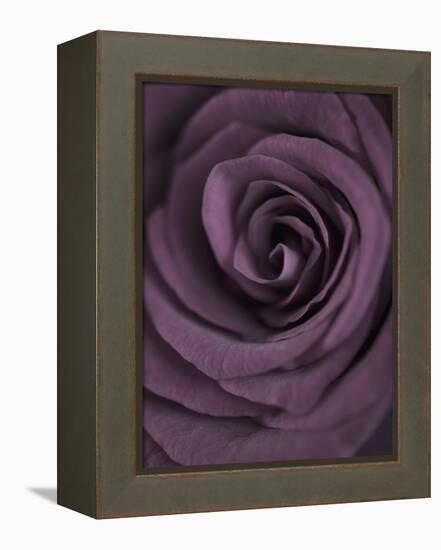 Deep Purple Rose-Clive Nichols-Framed Premier Image Canvas