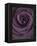 Deep Purple Rose-Clive Nichols-Framed Premier Image Canvas