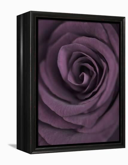 Deep Purple Rose-Clive Nichols-Framed Premier Image Canvas