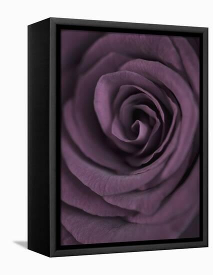 Deep Purple Rose-Clive Nichols-Framed Premier Image Canvas