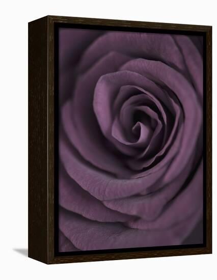 Deep Purple Rose-Clive Nichols-Framed Premier Image Canvas