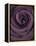 Deep Purple Rose-Clive Nichols-Framed Premier Image Canvas