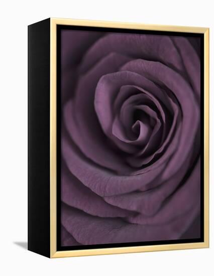 Deep Purple Rose-Clive Nichols-Framed Premier Image Canvas