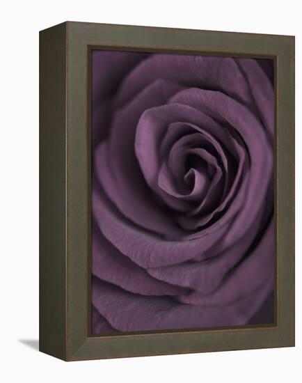 Deep Purple Rose-Clive Nichols-Framed Premier Image Canvas