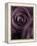 Deep Purple Rose-Clive Nichols-Framed Premier Image Canvas