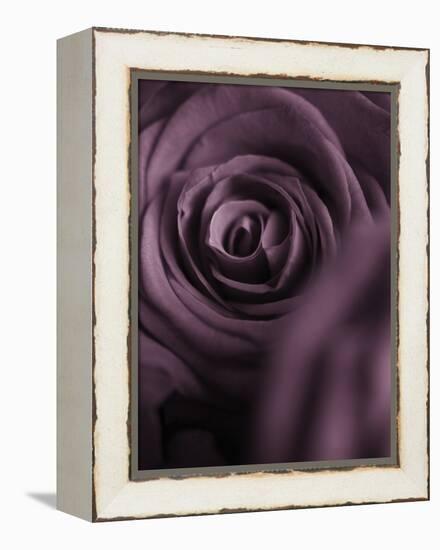 Deep Purple Rose-Clive Nichols-Framed Premier Image Canvas