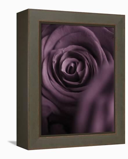 Deep Purple Rose-Clive Nichols-Framed Premier Image Canvas