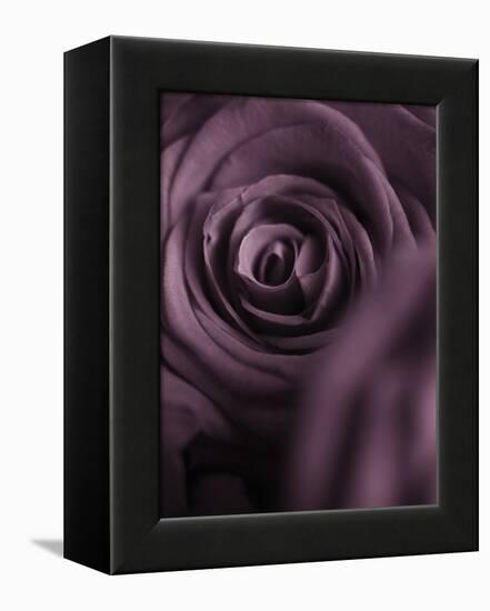 Deep Purple Rose-Clive Nichols-Framed Premier Image Canvas