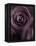 Deep Purple Rose-Clive Nichols-Framed Premier Image Canvas