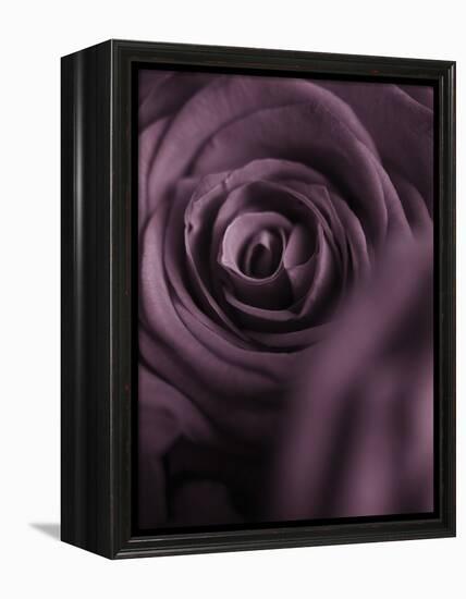 Deep Purple Rose-Clive Nichols-Framed Premier Image Canvas