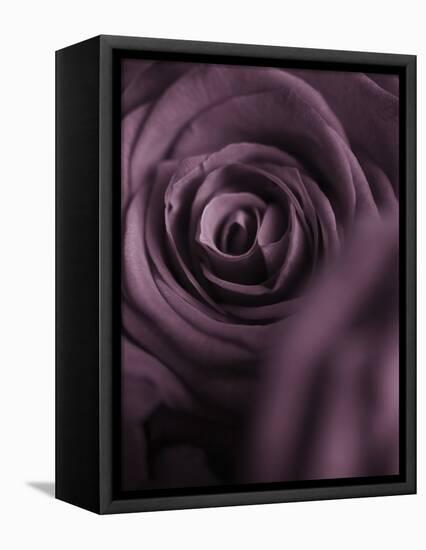 Deep Purple Rose-Clive Nichols-Framed Premier Image Canvas