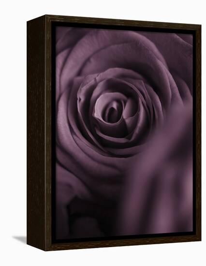 Deep Purple Rose-Clive Nichols-Framed Premier Image Canvas