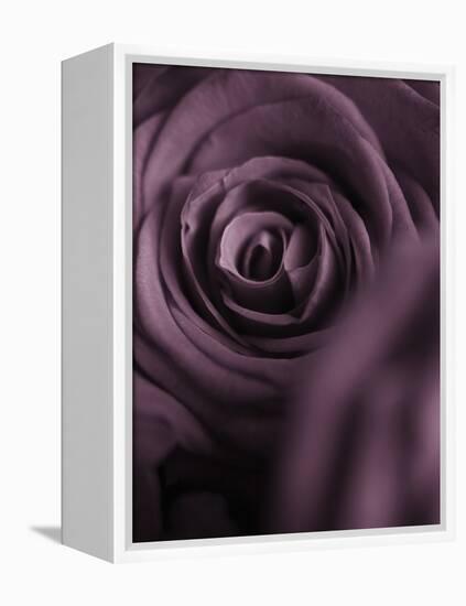 Deep Purple Rose-Clive Nichols-Framed Premier Image Canvas