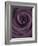 Deep Purple Rose-Clive Nichols-Framed Photographic Print