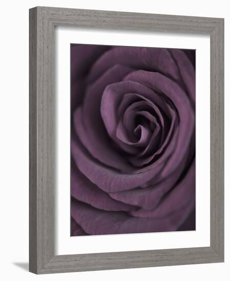 Deep Purple Rose-Clive Nichols-Framed Photographic Print