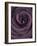 Deep Purple Rose-Clive Nichols-Framed Photographic Print