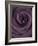 Deep Purple Rose-Clive Nichols-Framed Photographic Print