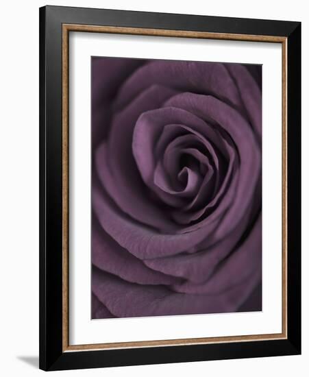 Deep Purple Rose-Clive Nichols-Framed Photographic Print