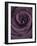 Deep Purple Rose-Clive Nichols-Framed Photographic Print