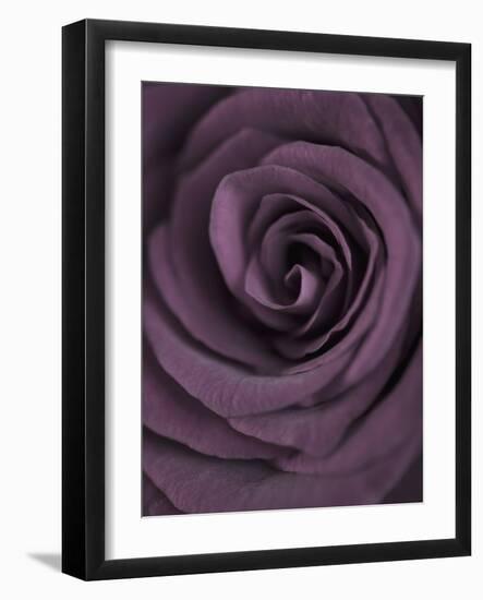 Deep Purple Rose-Clive Nichols-Framed Photographic Print