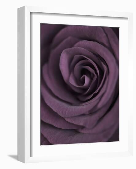 Deep Purple Rose-Clive Nichols-Framed Photographic Print