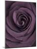 Deep Purple Rose-Clive Nichols-Mounted Photographic Print