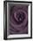 Deep Purple Rose-Clive Nichols-Framed Photographic Print